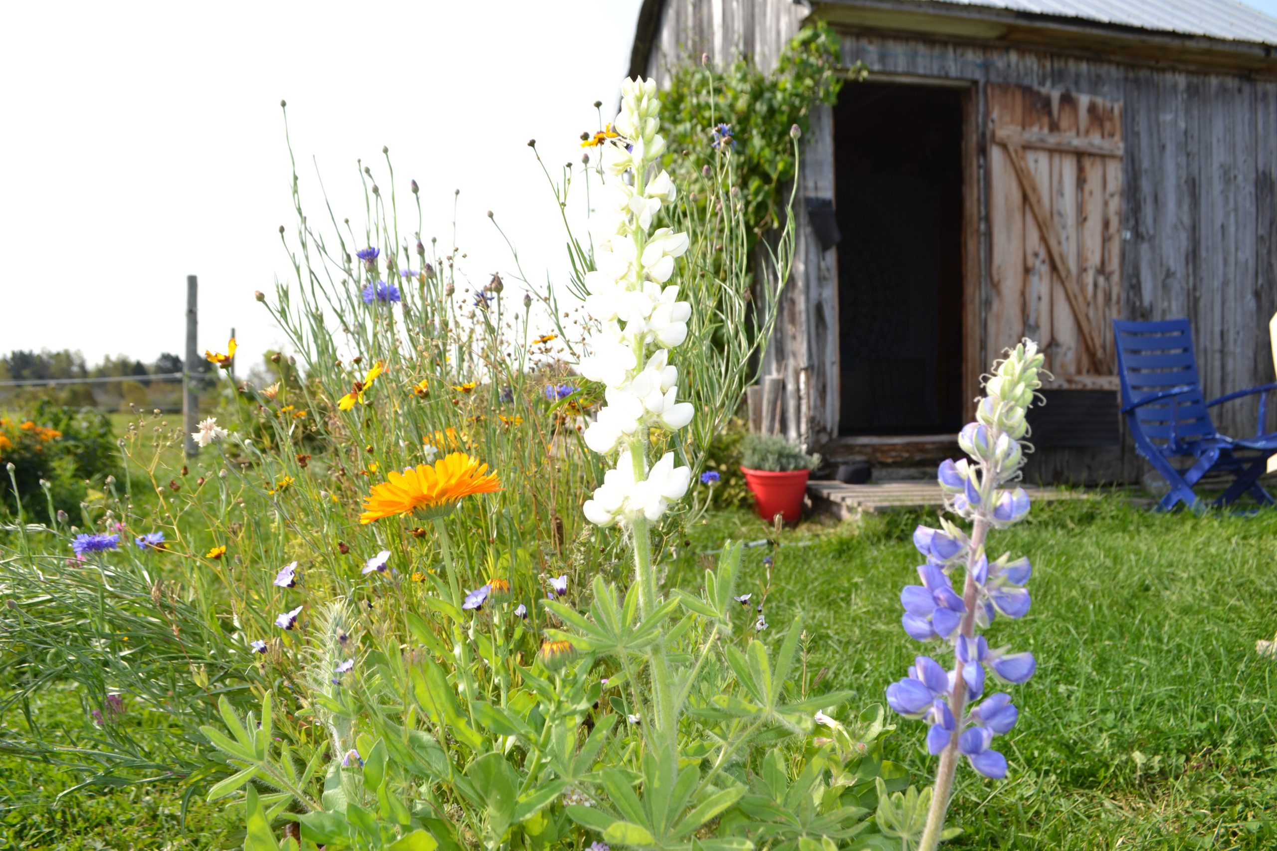 notre cabane de méditation à LaVoie du cheval