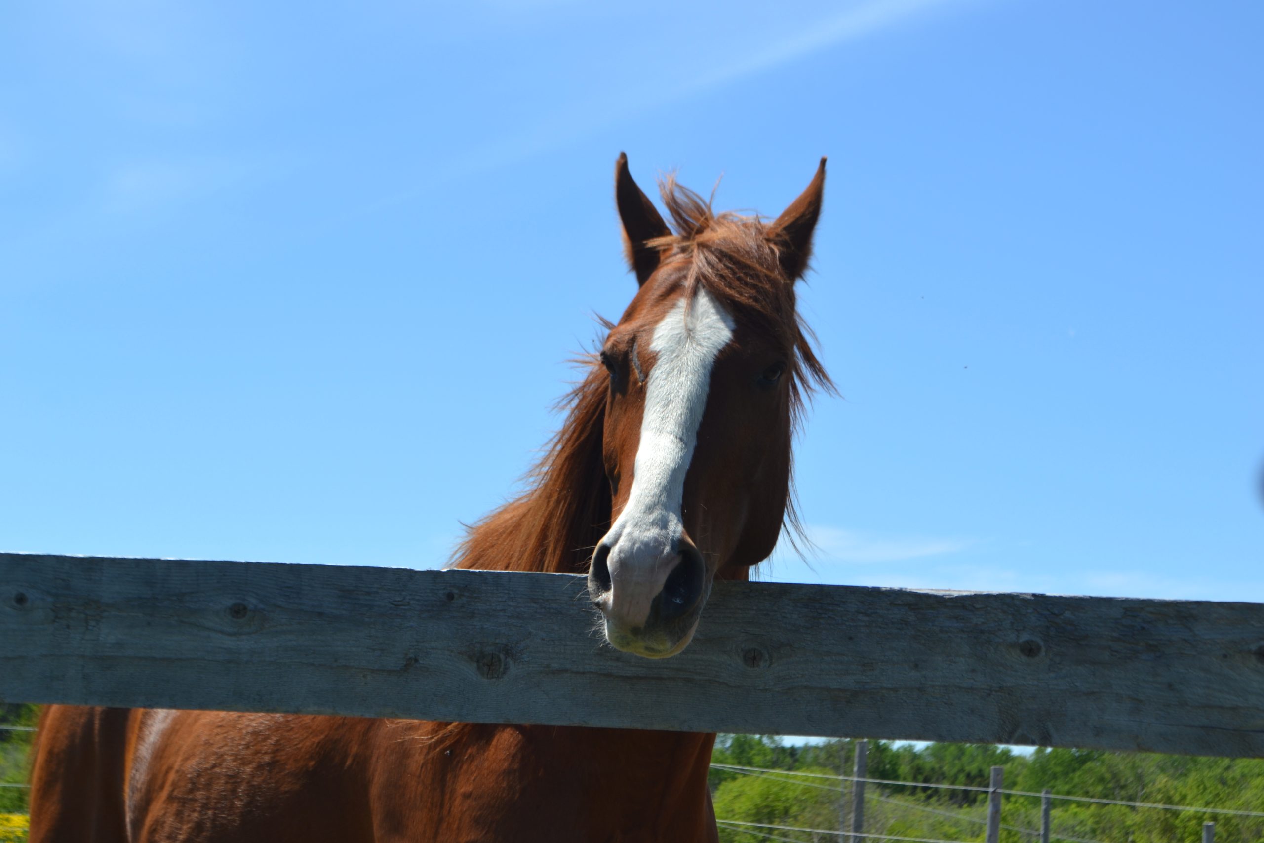 van life avec les chevaux à laVoie du cheval