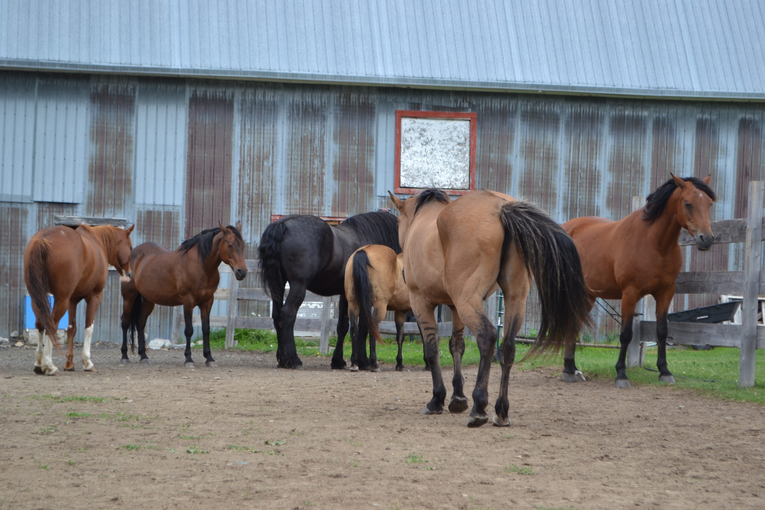 Notre troupeau de chevaux dans son environnement naturel à Lavoie du Cheval au Bas Saint-Laurent