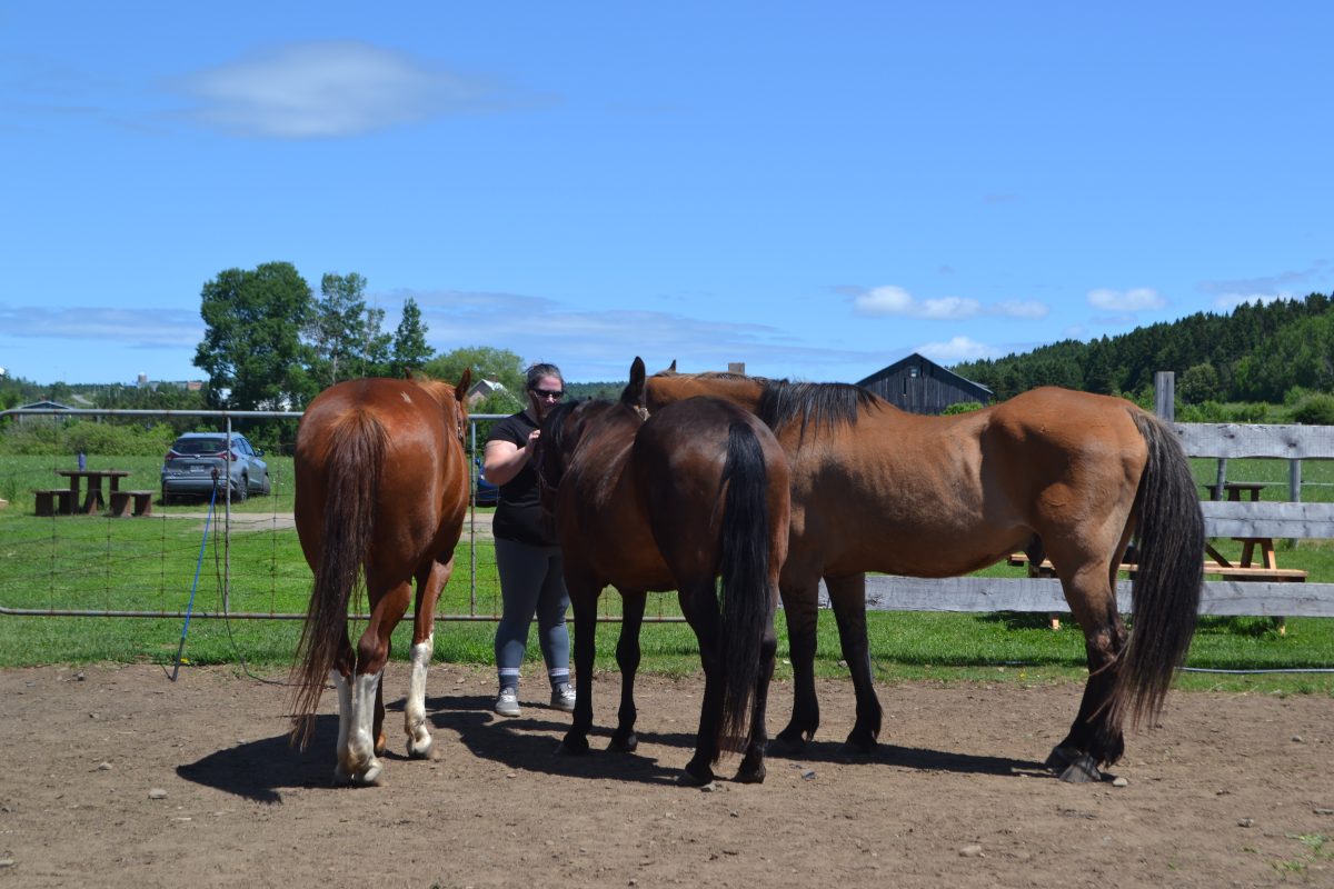 Immersion au cœur des chevaux pour une croissance personnelle au Bas-Saint-Laurent