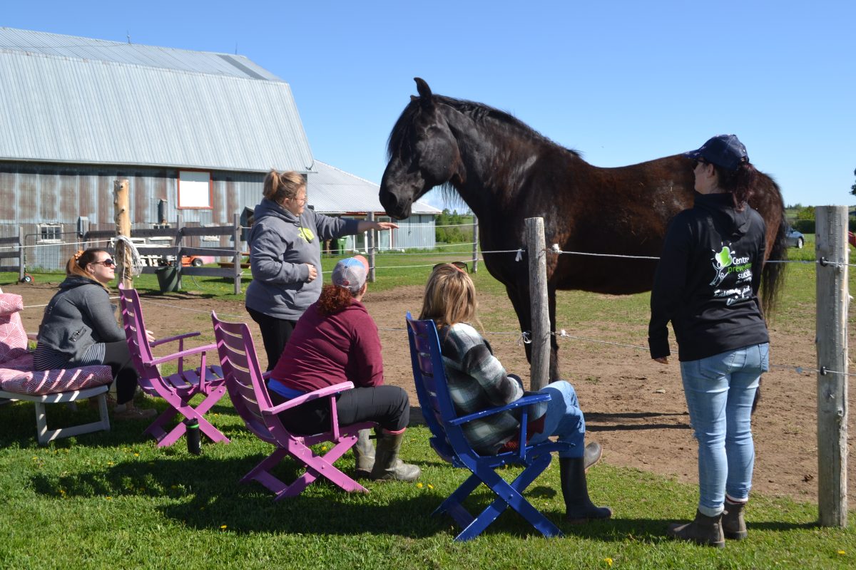 atelier pour les équipes de travail à Lavoie du cheval