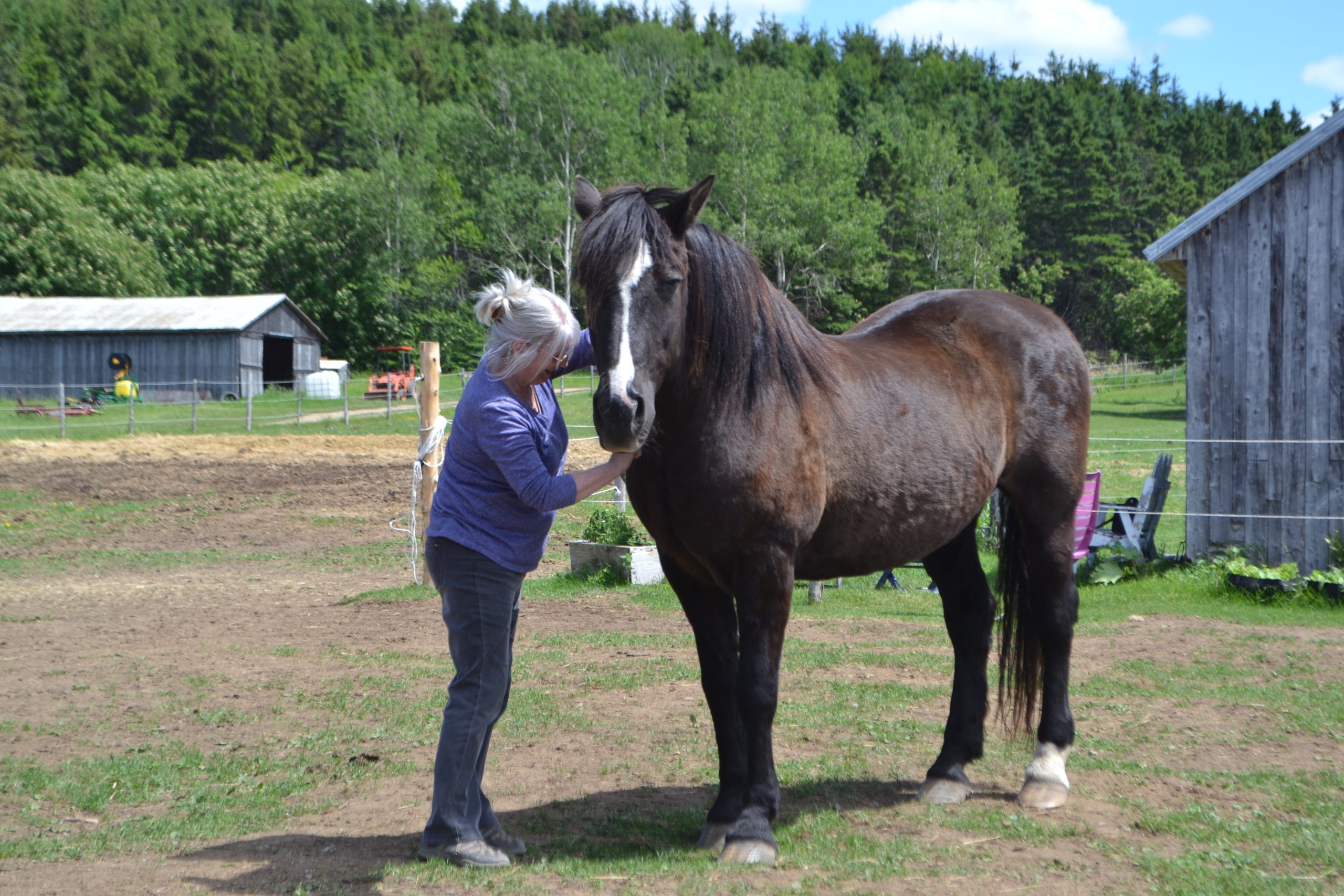 forfait solo d'accompagnement avec les chevaux
