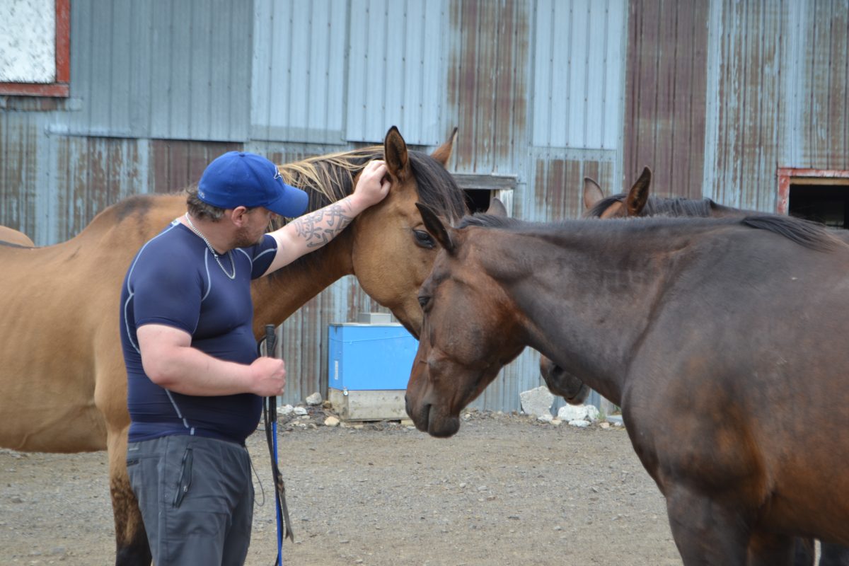 services équins IVAC à Lavoie du Cheval