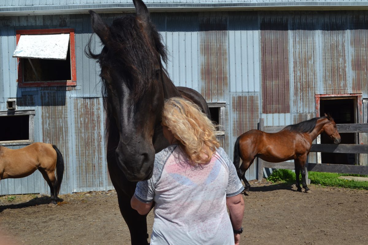 journée thématique de connexion équine à Lavoie du Cheval