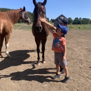 Atelier découverte avec les chevaux pour famille