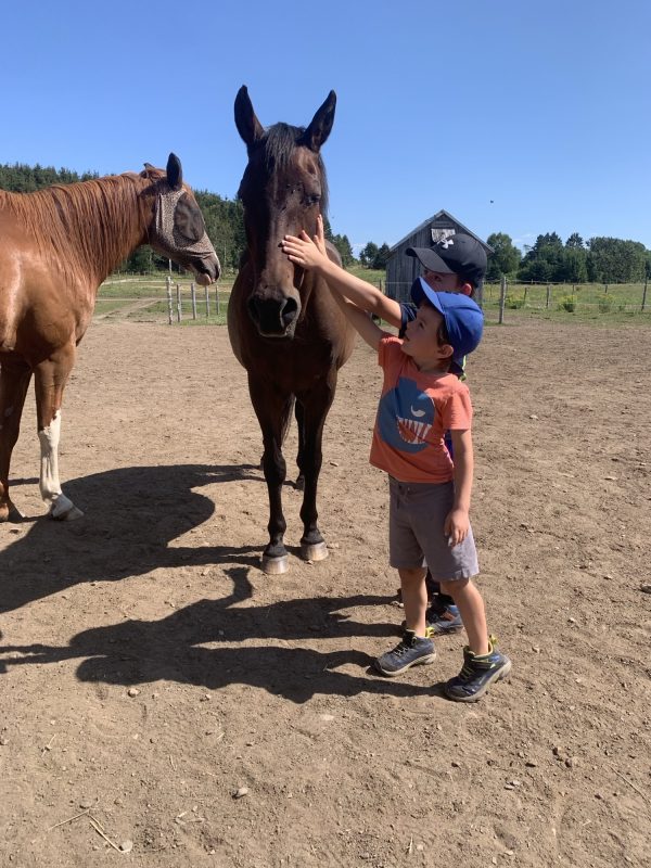 Atelier découverte avec les chevaux pour famille
