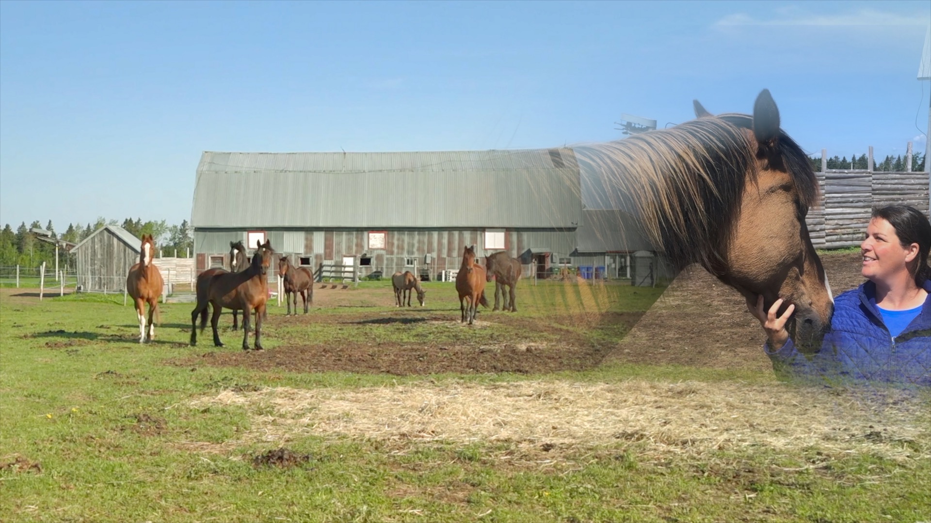 moi et les chevaux a lavoie du cheval