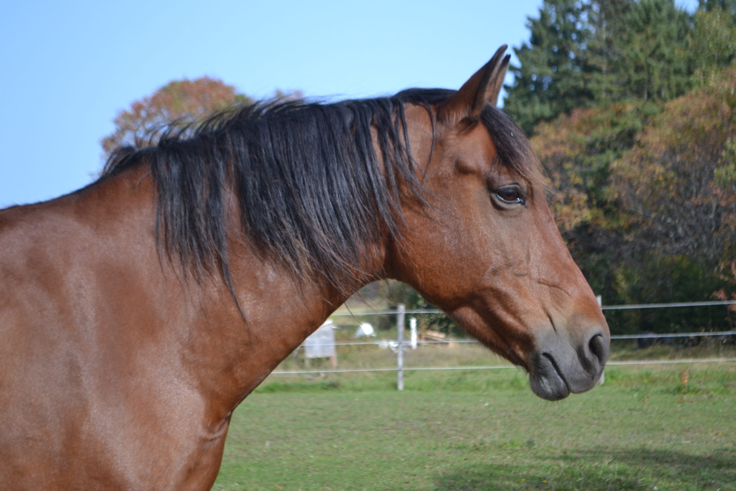 Thunder notre cheval guide à Lavoie du Cheval