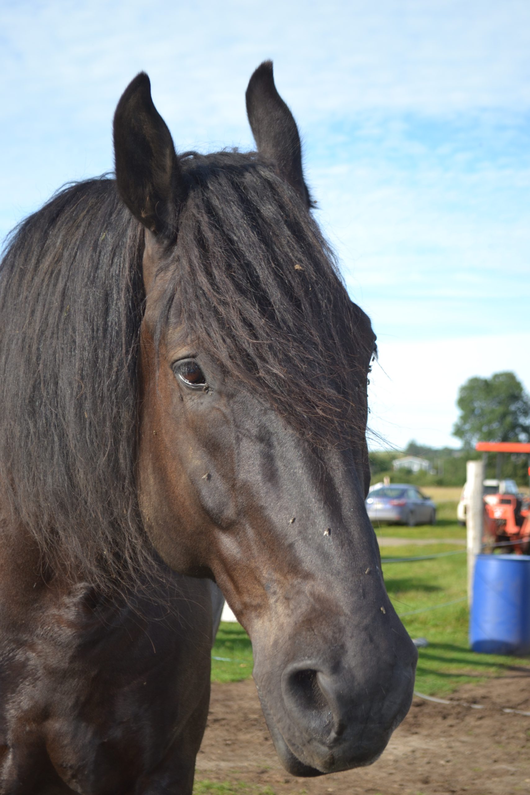 One notre cheval guide à Lavoie du Cheval