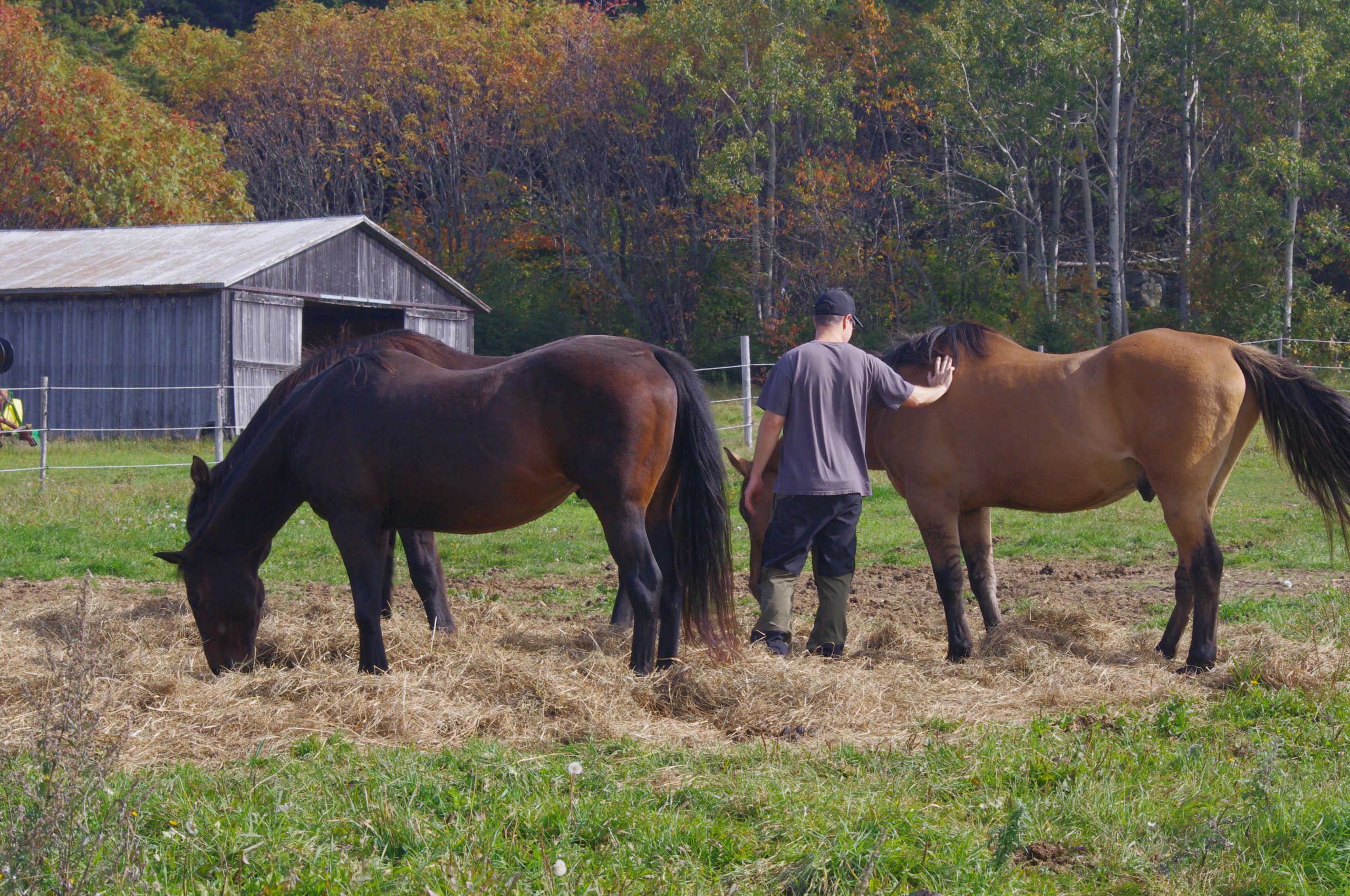 parcours individuel avec les chevaux
